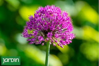 Salieron de la cocina y hoy son los impensados protagonistas de los canteros de flores