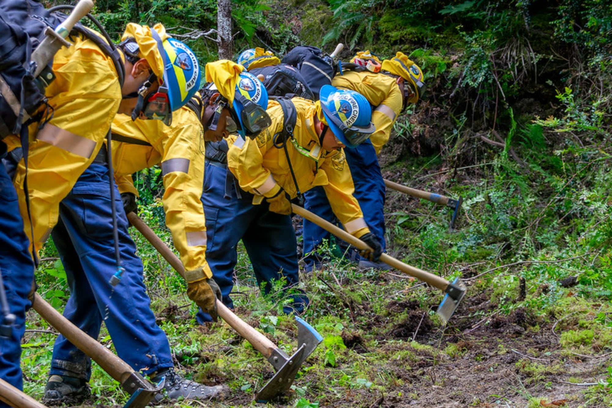 La alianza entre el CCC y Cal Fire existe desde 2018 y ya generó 1000 nuevos empleos entre contrataciones anuales y estacionales en California
