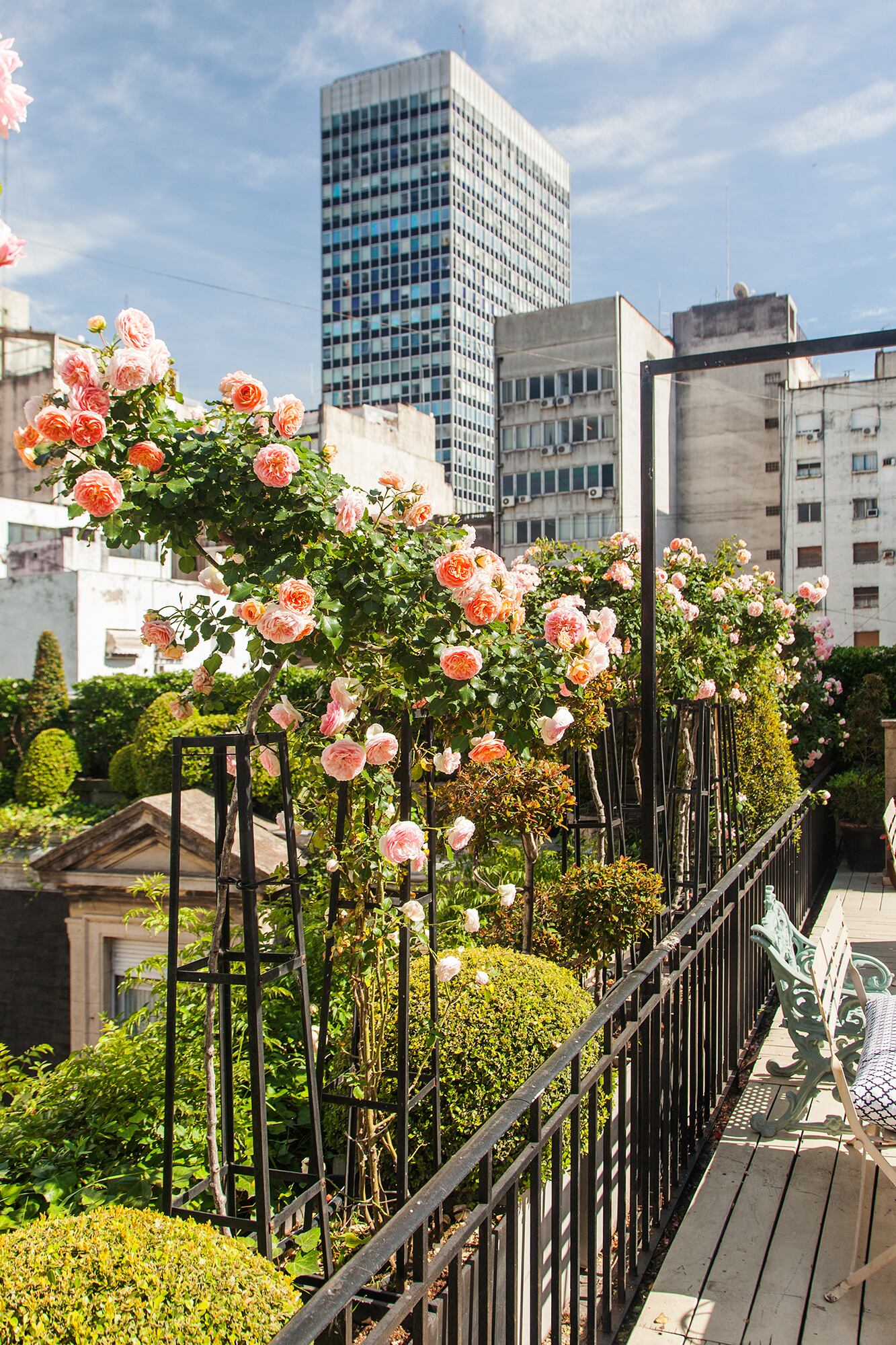 Detalle de los rosales que son protagonistas de esta terraza