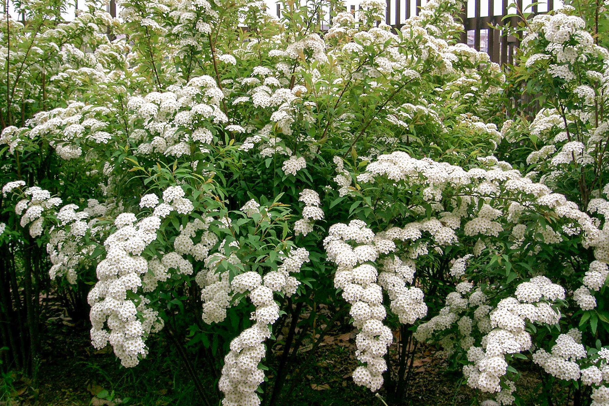 Spiraea vanhouteii, cuando las flores se multiplican sobre cada rama, el resultado está lejos de ser discreto