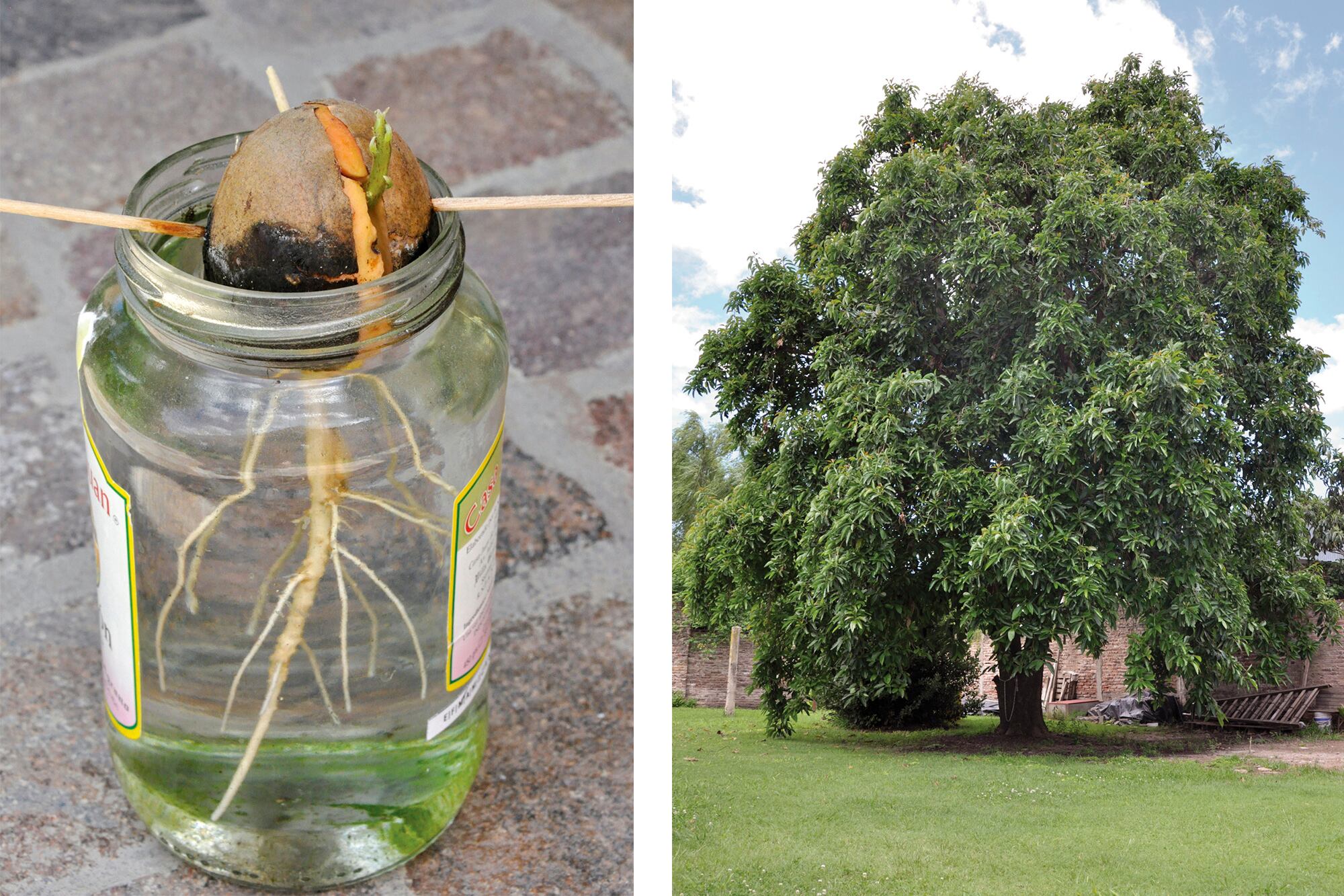 Cómo se debe germinar el carozo según el método del agua