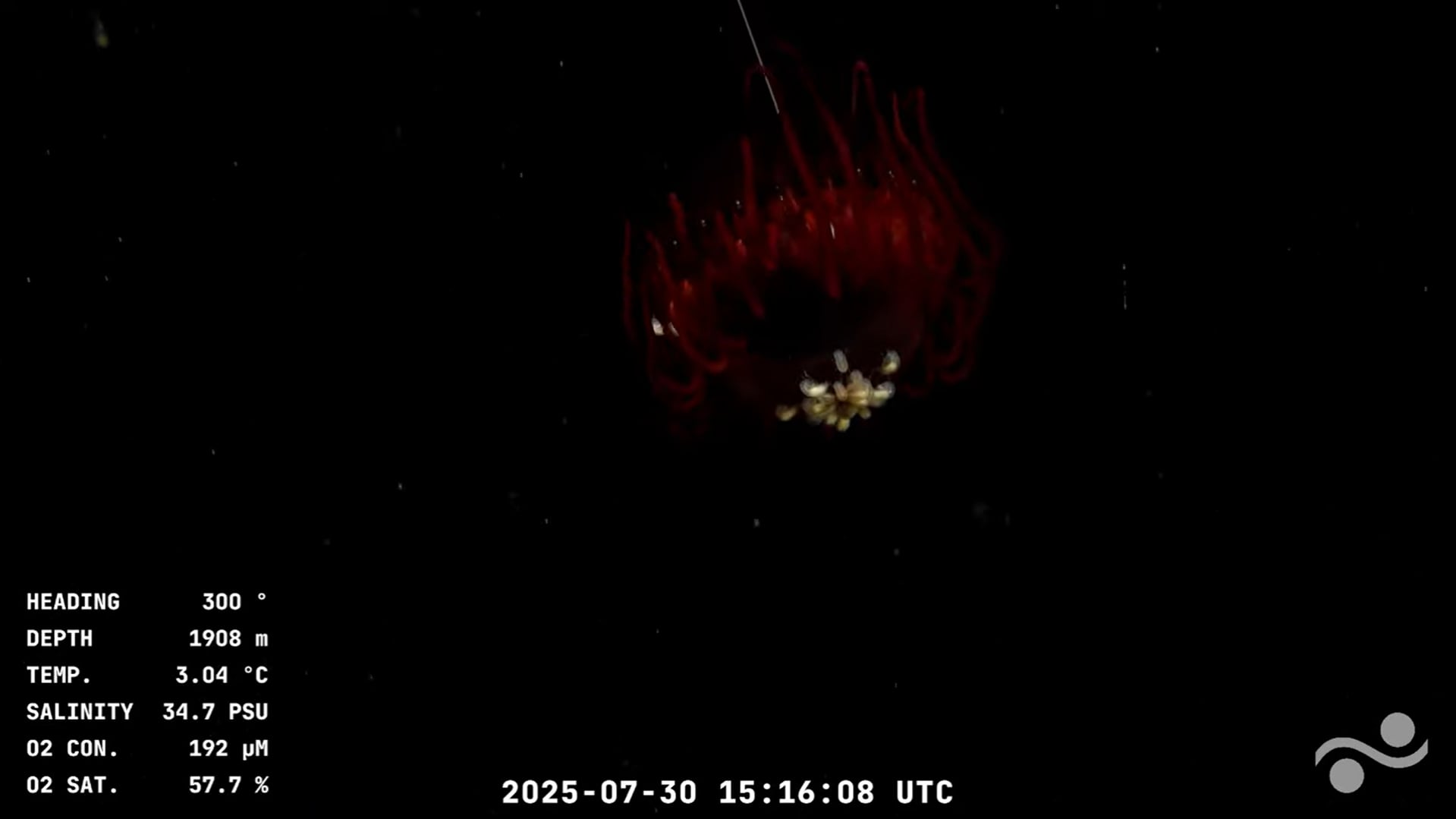 Todos los datos recolectados durante la expedición serán publicados en repositorios abiertos como CONICET Digital, OBIS y GenBank. (Foto: Captura YouTube Schmidt Ocean)