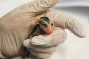 Centros de rescate animal: salvar a las especies de las acciones humanas