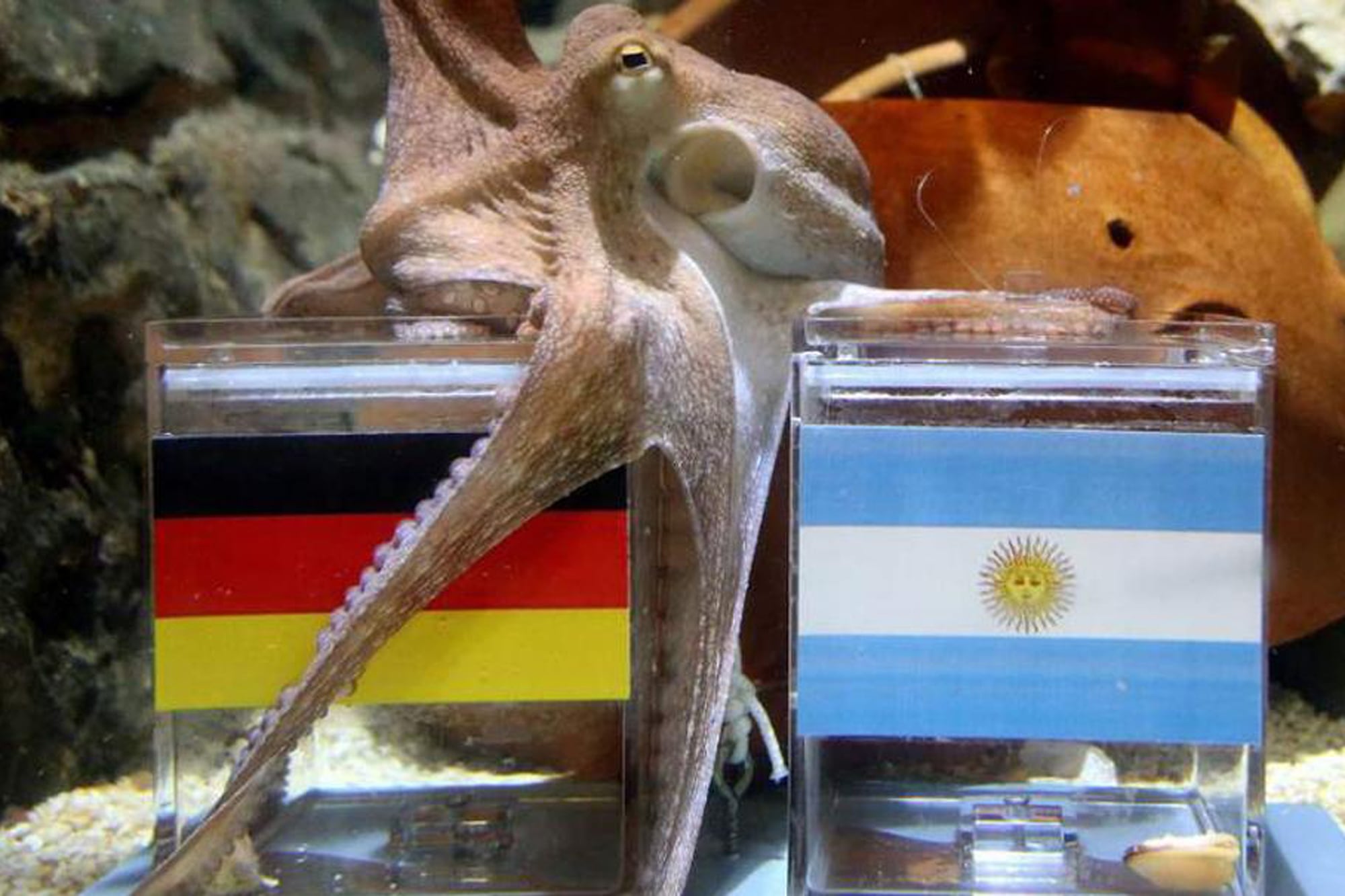 El pulpo Paul, el protagonista del Mundial 2010 que recibió amenazas de muerte por “adivinar” los ganadores 6 La caída de Argentina ante Alemania fue el fin del cariño nacional por el pulpo Paul