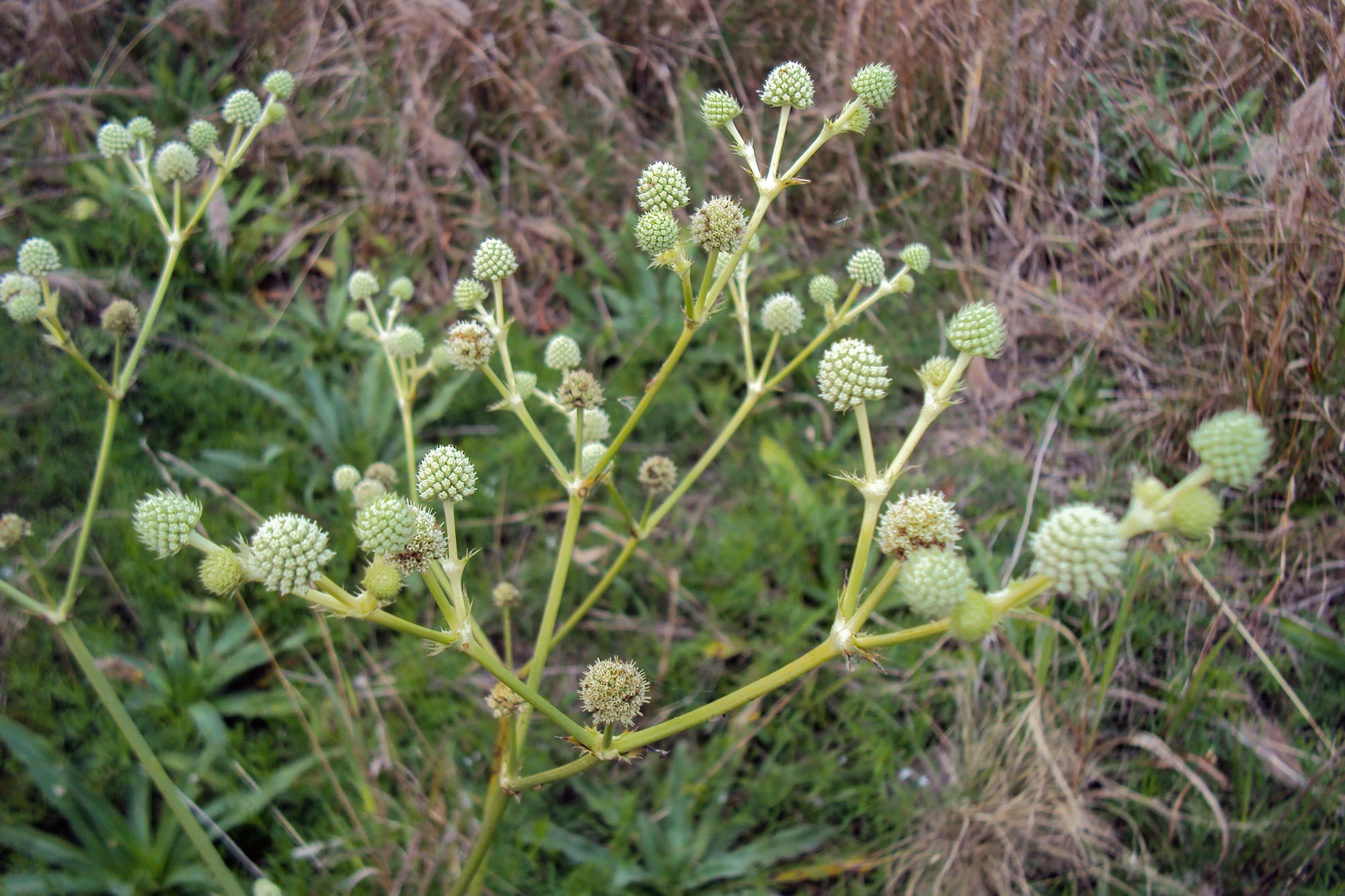 Eryngium eburneum, porte robusto y floración prolongada