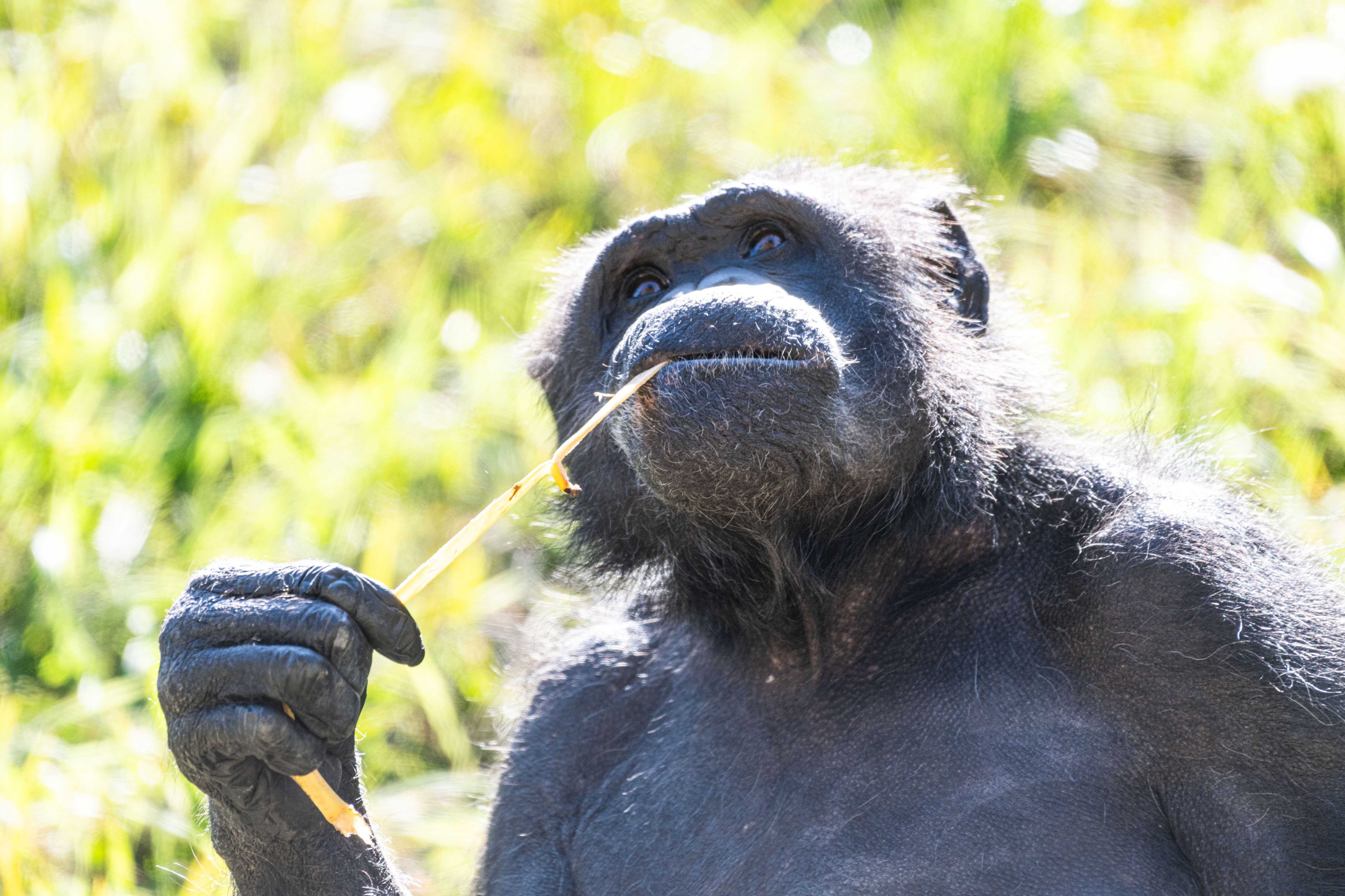 Tras la muerte de Tomy: el desafío con los otros dos chimpancés que quedan en el país y con leyes para protegerlos a futuro
