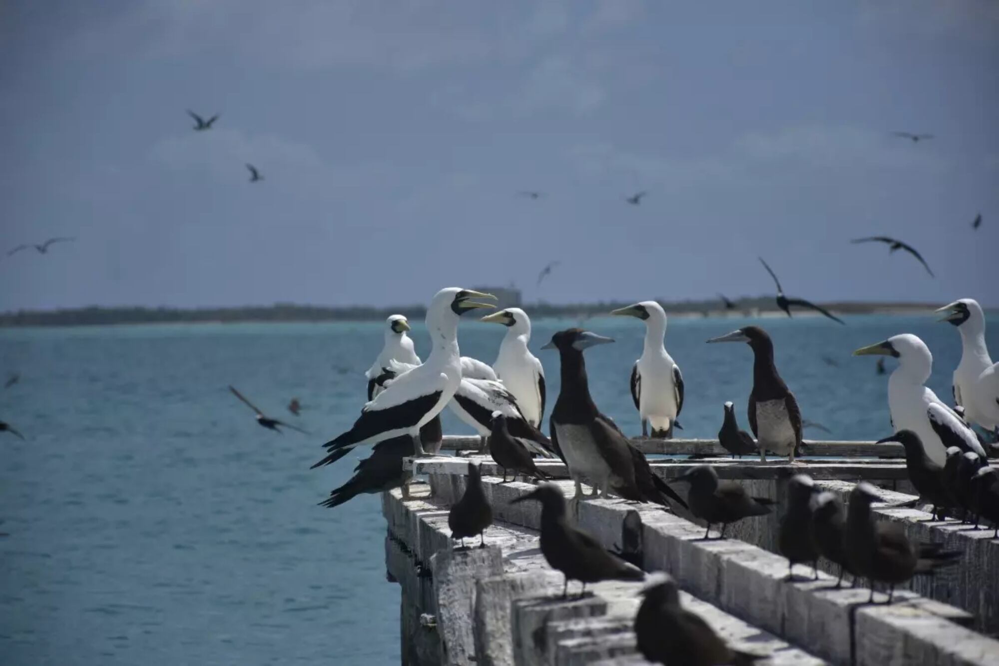 Se realizarán evaluaciones ambientales para identificar posibles efectos en el hábitat de los peces y las aves migratorias