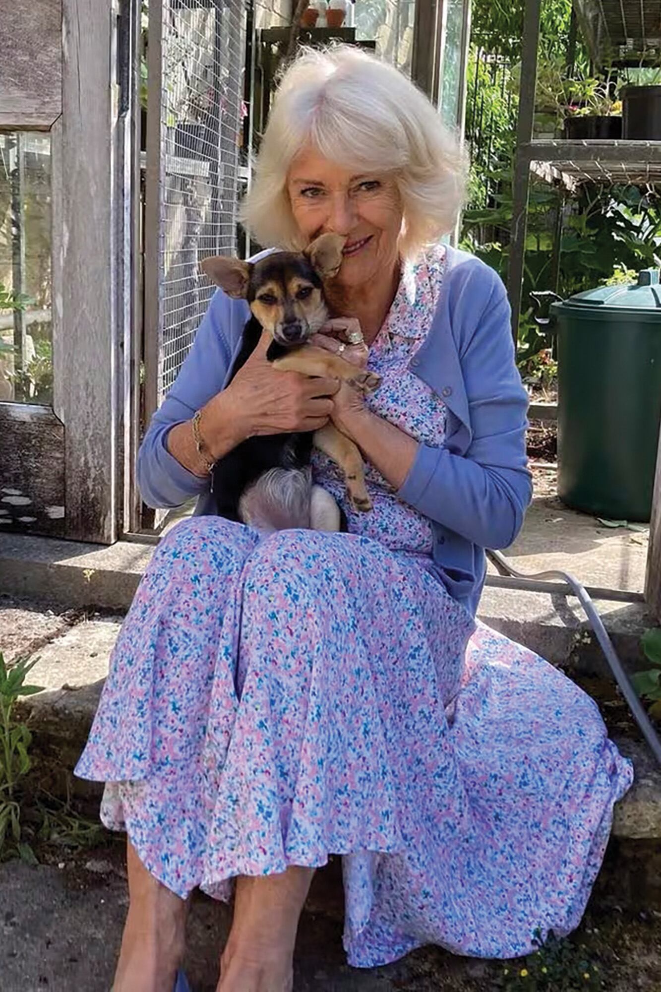 MOLEY. Apenas unos días atrás, la reina Camilla presentó a esta perra que adoptó con ocho semanas y que fue rescatada por la organización benéfica Battersea Dogs and Cats Home, de la cual ella es patrona desde 2016. A Su Majesta le encantan los perros, especialmente los de la raza Jack Russell terrier.