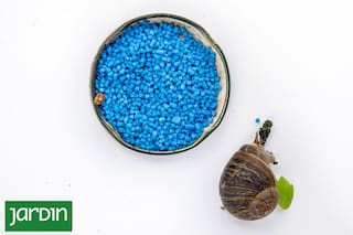 Cuál es la plaga más activa en otoño y cómo combatirla