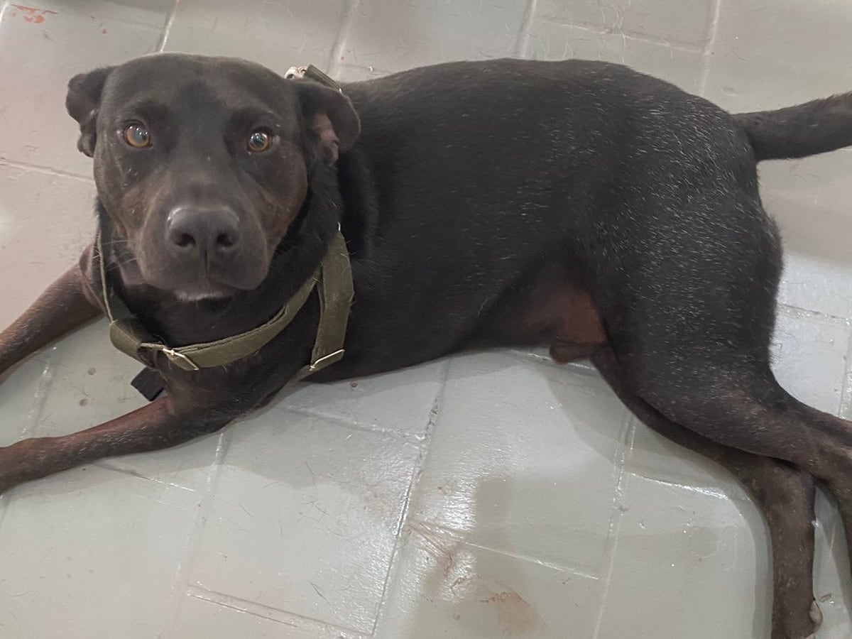 Las voluntarias y el médico veterinario cuidaron de Tigre día y noche mientras se recuperaba.