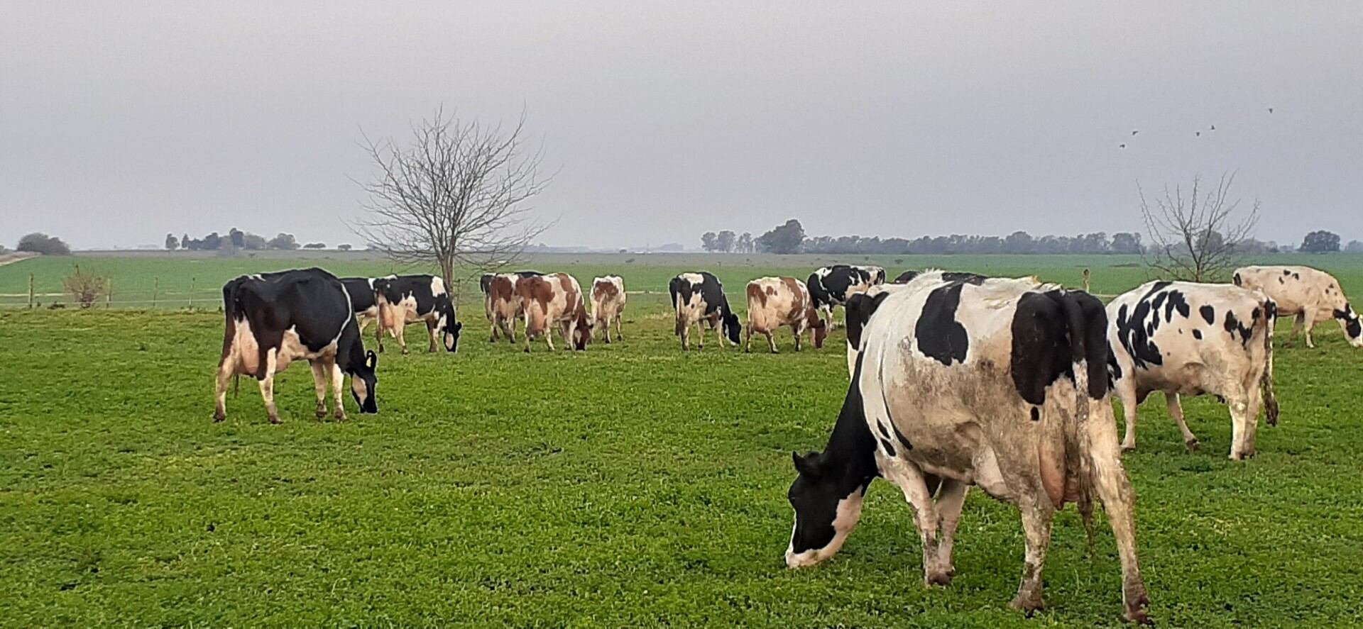 Las vacas deben llegar al parto en condición corporal no mayor de 3,5