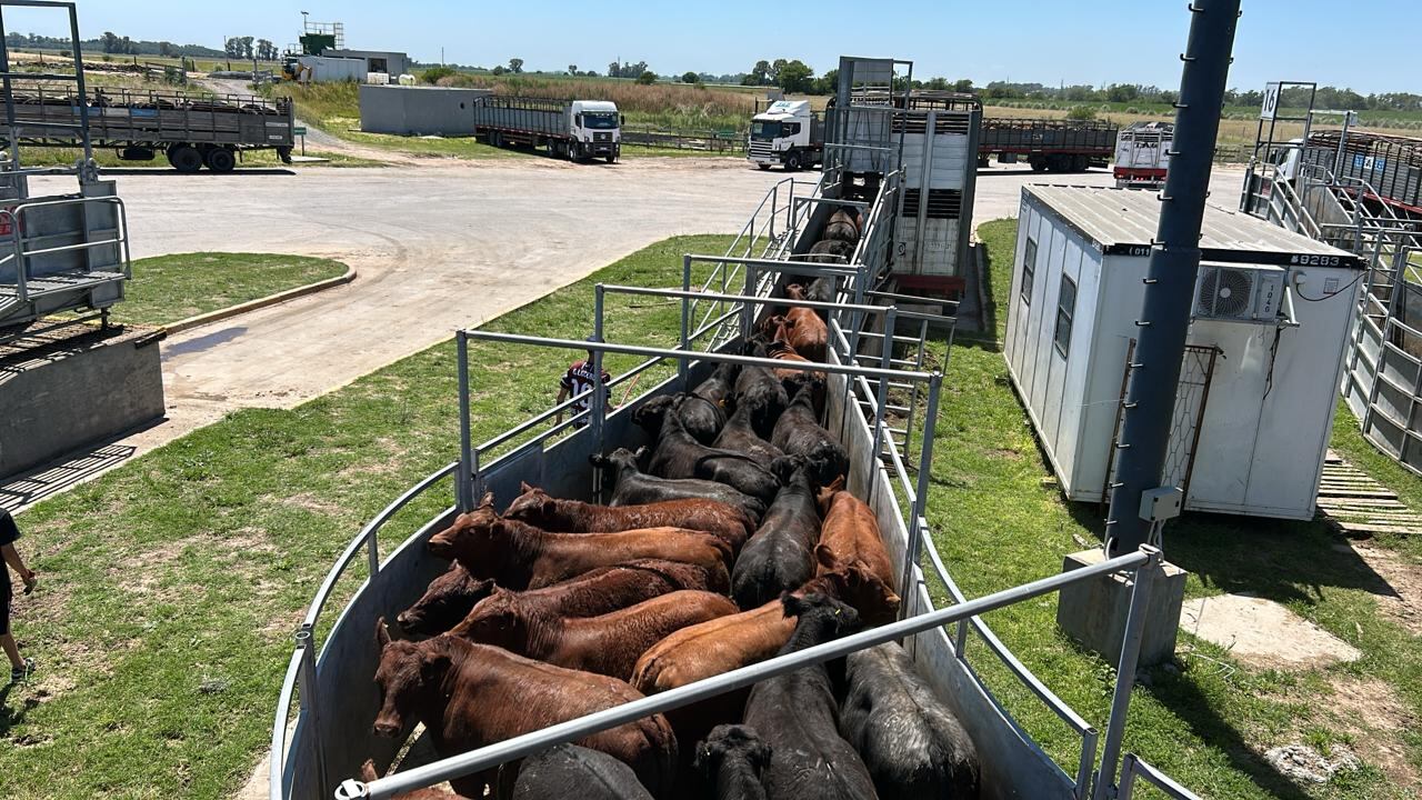 Los mejores valores de la rueda para los lotes livianos fueron en novillitos, $3260 con 343 kilos