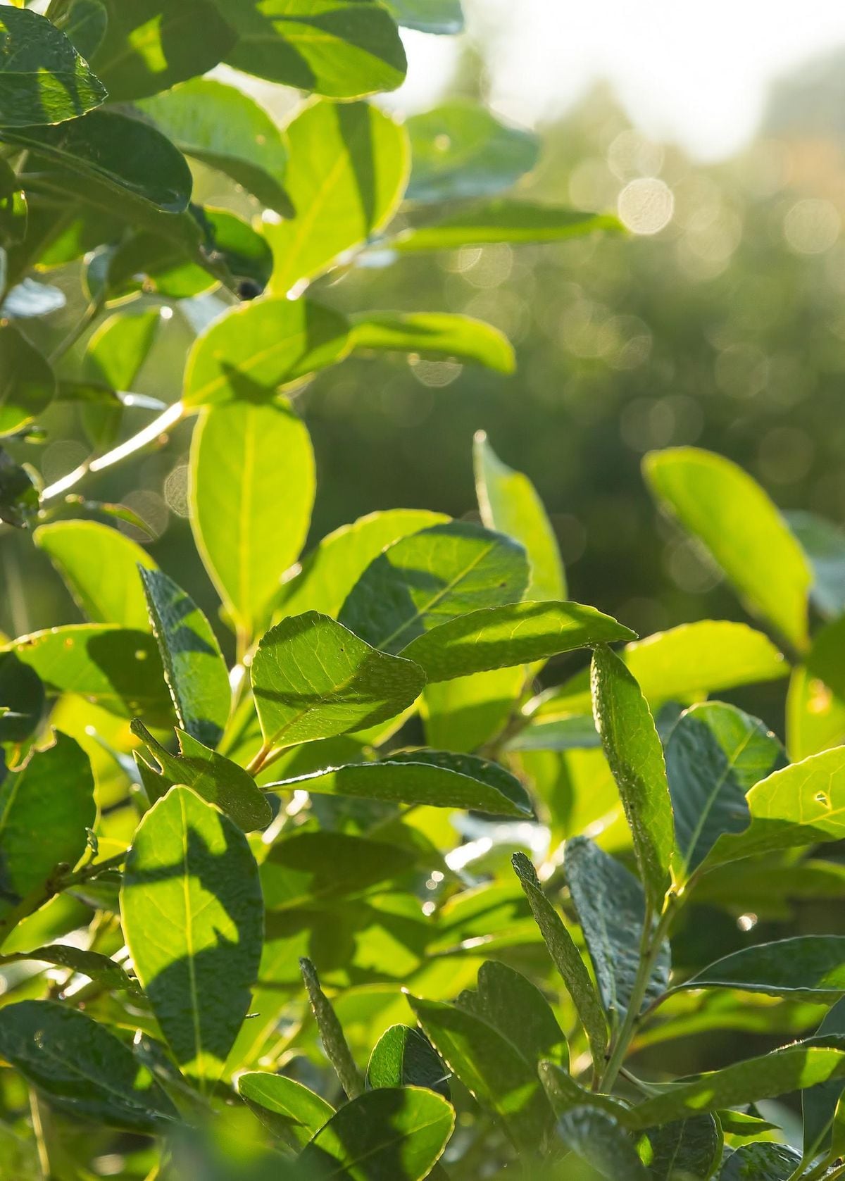 La planta de yerba mate