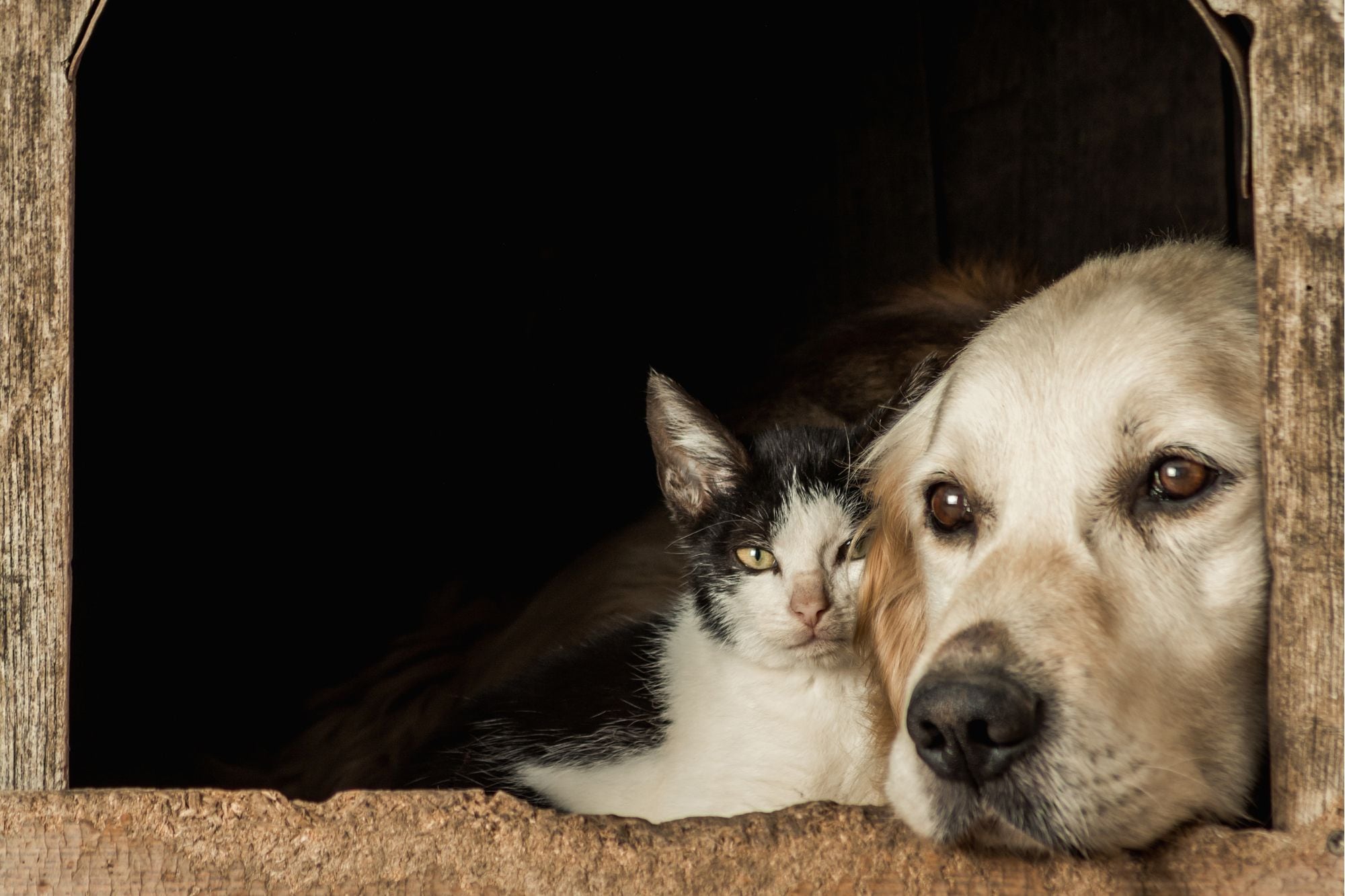La ciudad tendrá cementerio y crematorio públicos para perros y gatos: dónde funcionarán
