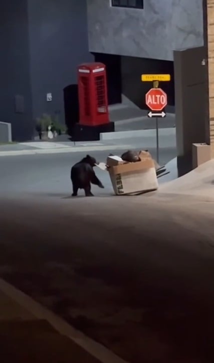 Un oso se metió en el barrio donde vive Evangelina Anderson y Martín de Michelis