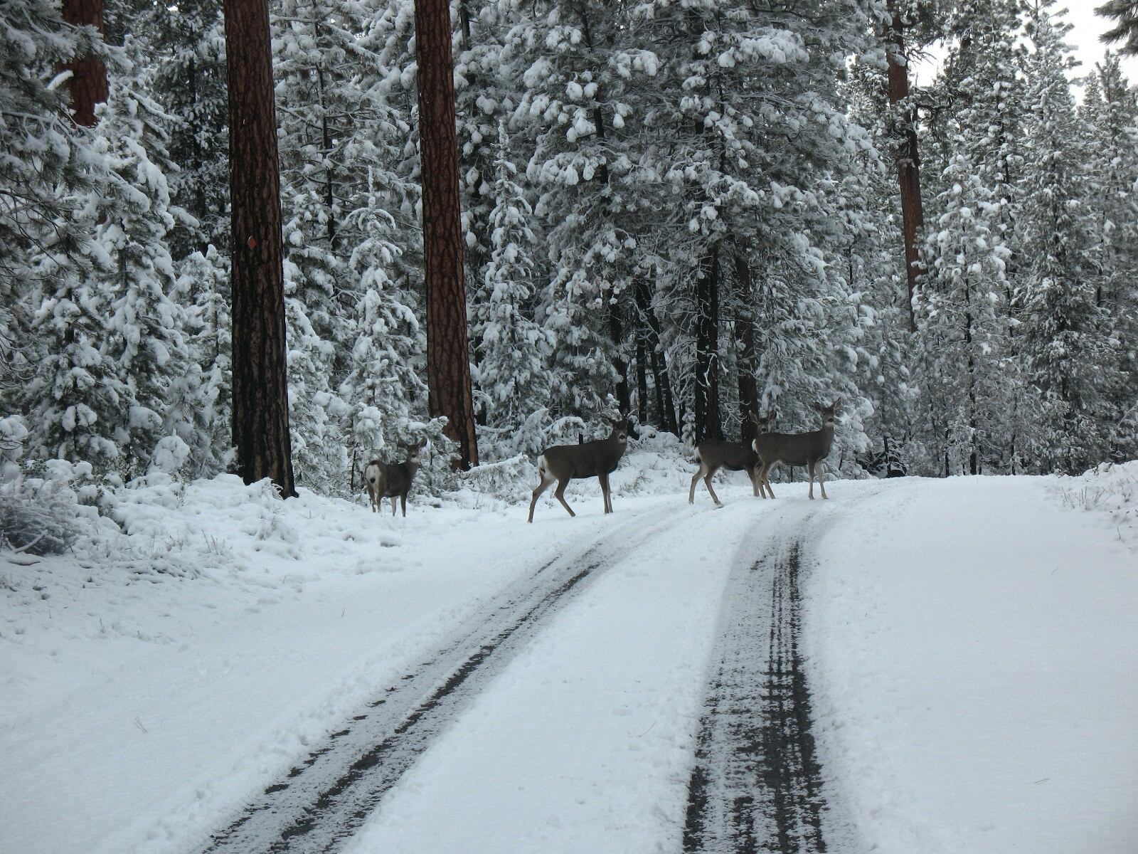 Bend es uno de los destinos ideales para los amantes de las aventuras al aire libre (Facebook/ U.S. Forest Service-Deschutes National Forest)