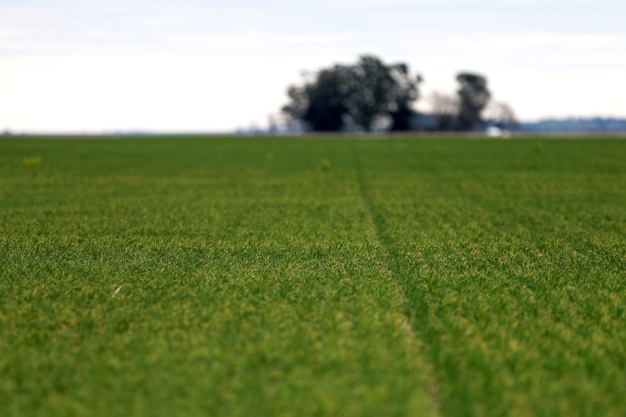 Trump busca convertir la agricultura regenerativa en un nuevo negocio para los productores
