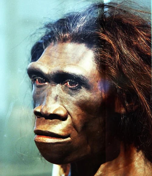 Un hallazgo en China sugiere que los Homo erectus y los denisovanos se aparearon y dejaron rastros genéticos en el hombre moderno