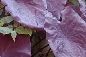 Tropicales: seis plantas trendy que podés tener en tu casa