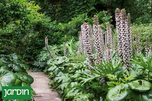 Qué plantar cuando el sol no aparece ni por error