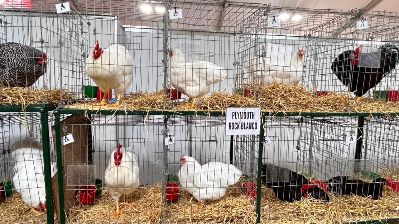 La Rural: volvieron las aves, una raza bovina celebra seis décadas y las camionetas chinas se asoman con fuerza