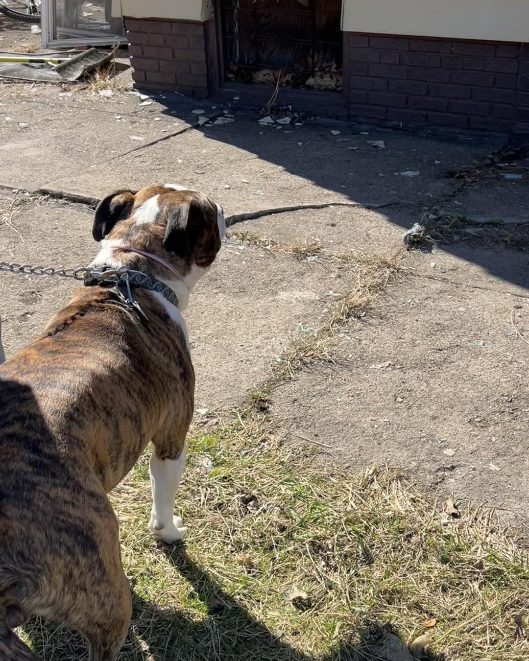 Aca marcó el lugar donde estaba atrapado el perro de la dueña de casa.