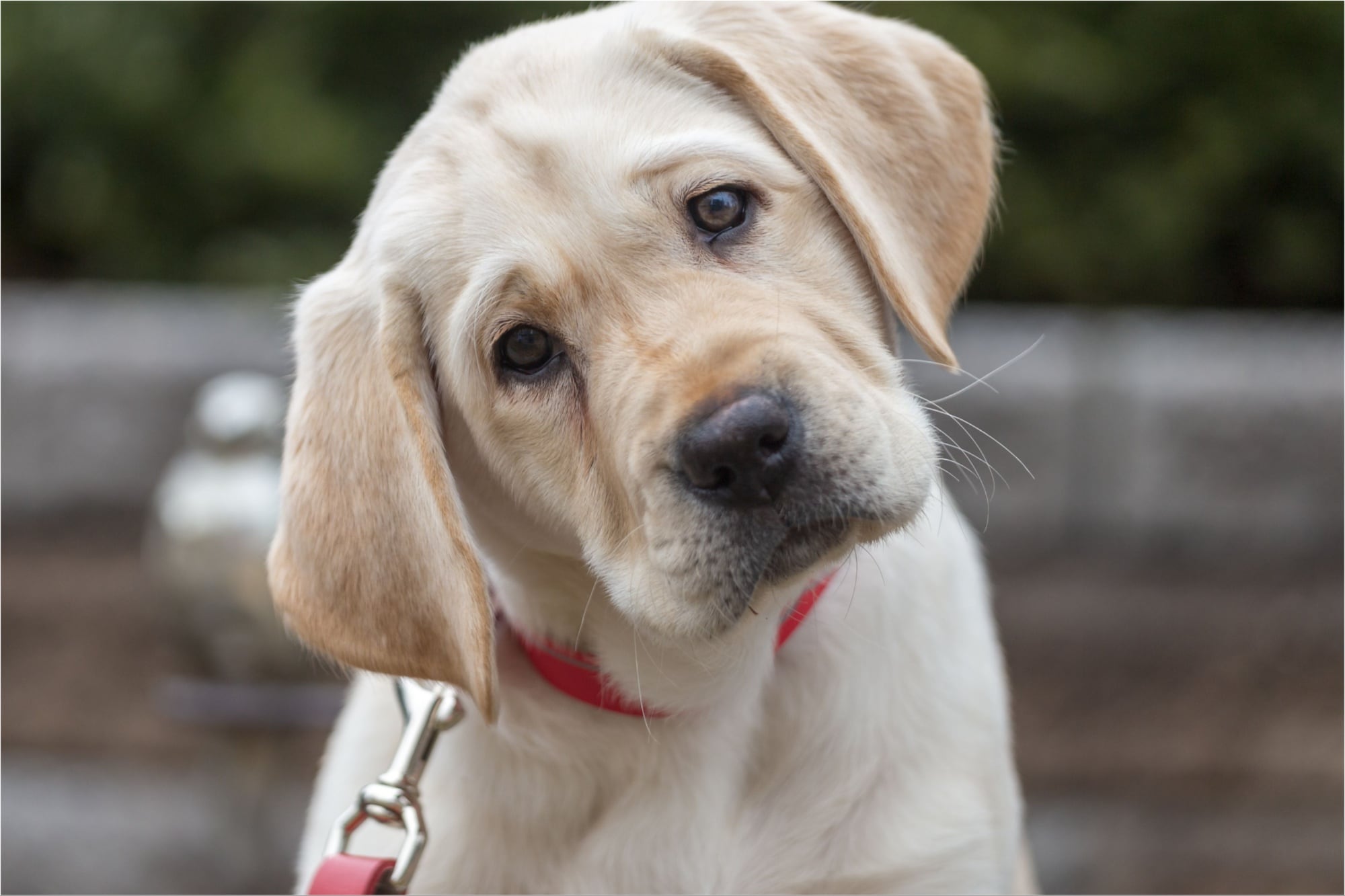 Qué significa que un perro incline la cabeza cuando se le habla