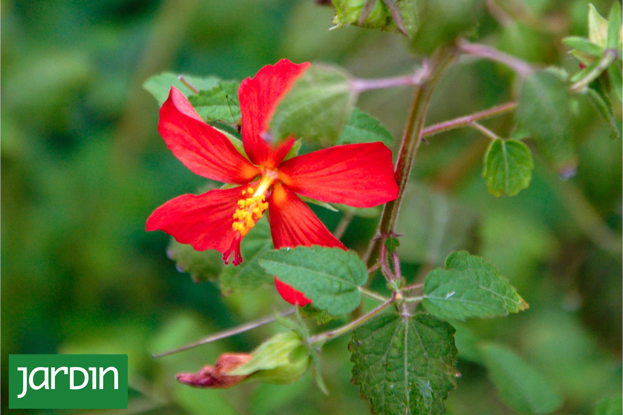 Descubrí la planta nativa que llena el jardín de flores perfectas y vida silvestre