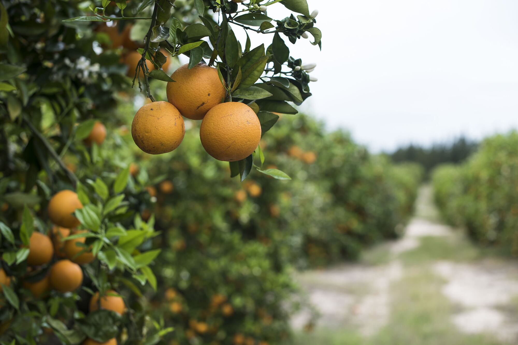La vitamina C presente en la naranja estimula la producción de colágeno, lo que ayuda a mantener la elasticidad de la piel