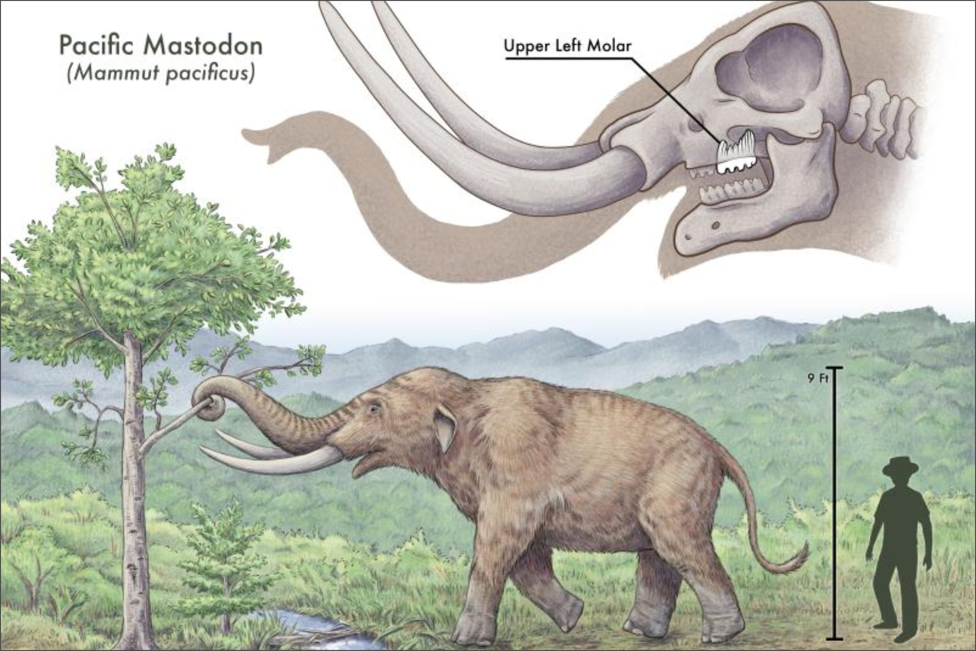 El molar del mastodonte tiene al menos 10.000 años de antigüedad y será analizado mediante datación por carbono por científicos de Stanford