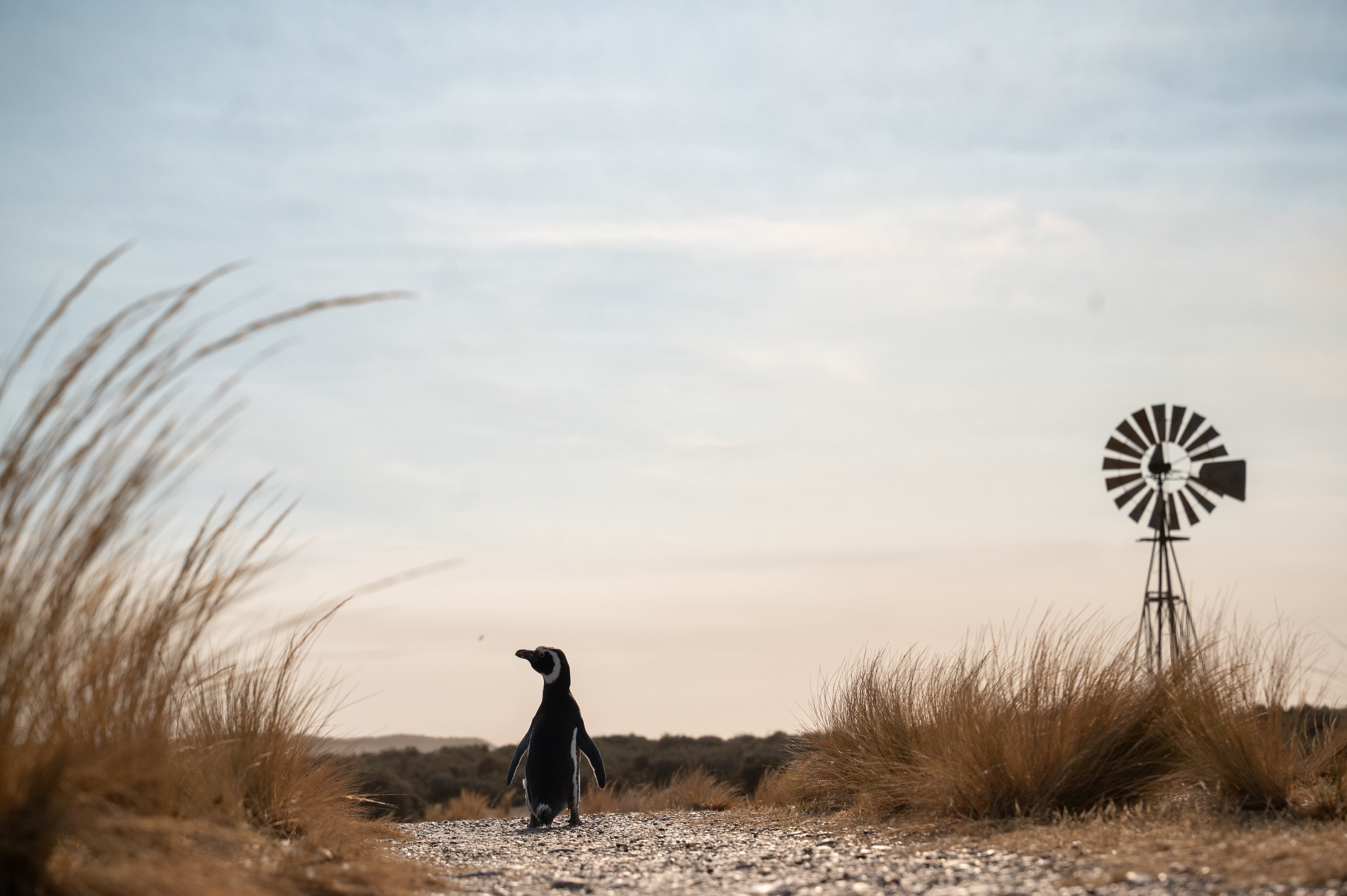 Los pinguinos están en un sector de la estancia