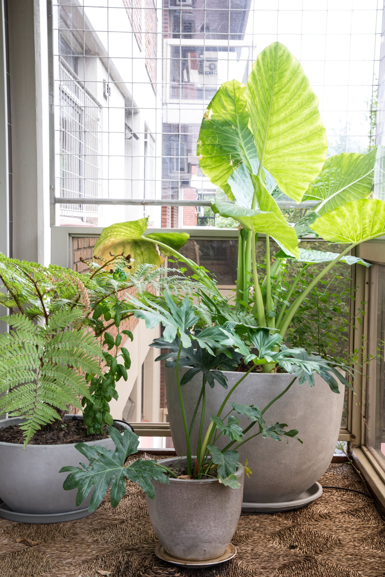 Un problema que nadie ve: por qué algunas plantas fracasan en el balcón aunque reciban buena luz 8 En el balcón, el sustrato está mucho más expuesto a los cambios de temperatura, viento y humedad que en un cantero