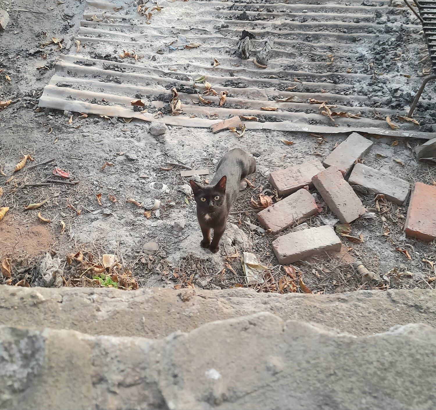 Una vez que daba a luz, Salem salía para comer y luego regresaba con sus cachorros.