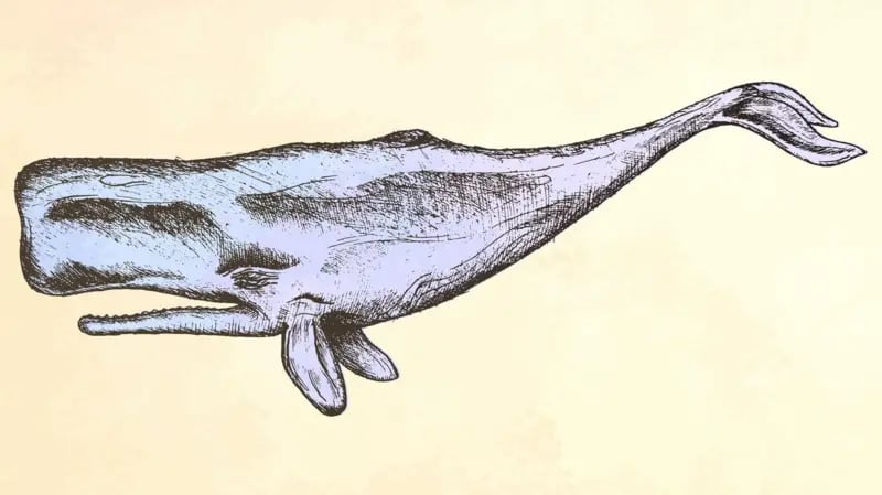 La cabeza y el cerebro de los cachelotes son enorme