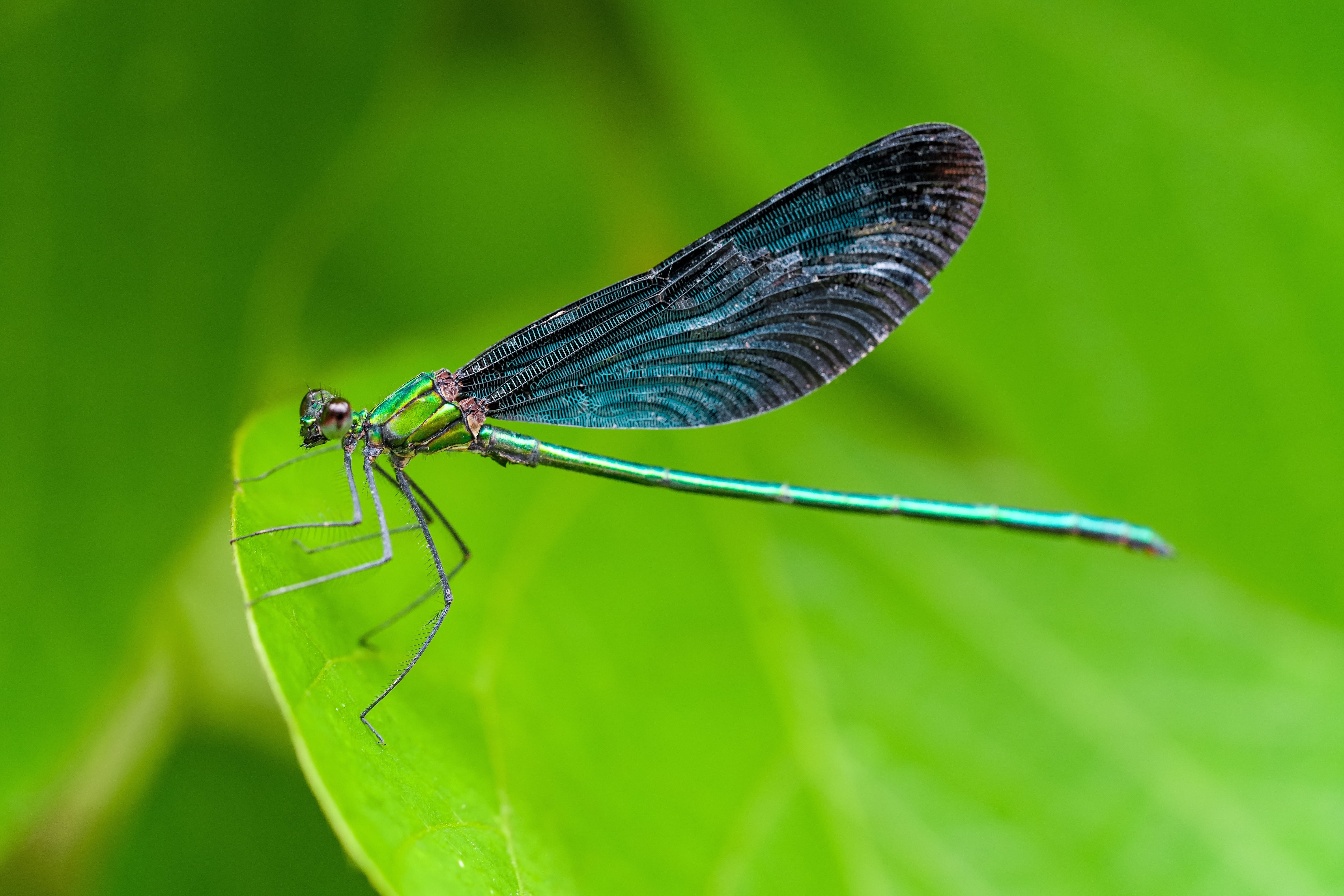 Un verano de libélulas: más allá de su fascinante anatomía, ¿pueden presagiar la llegada de una tormenta?