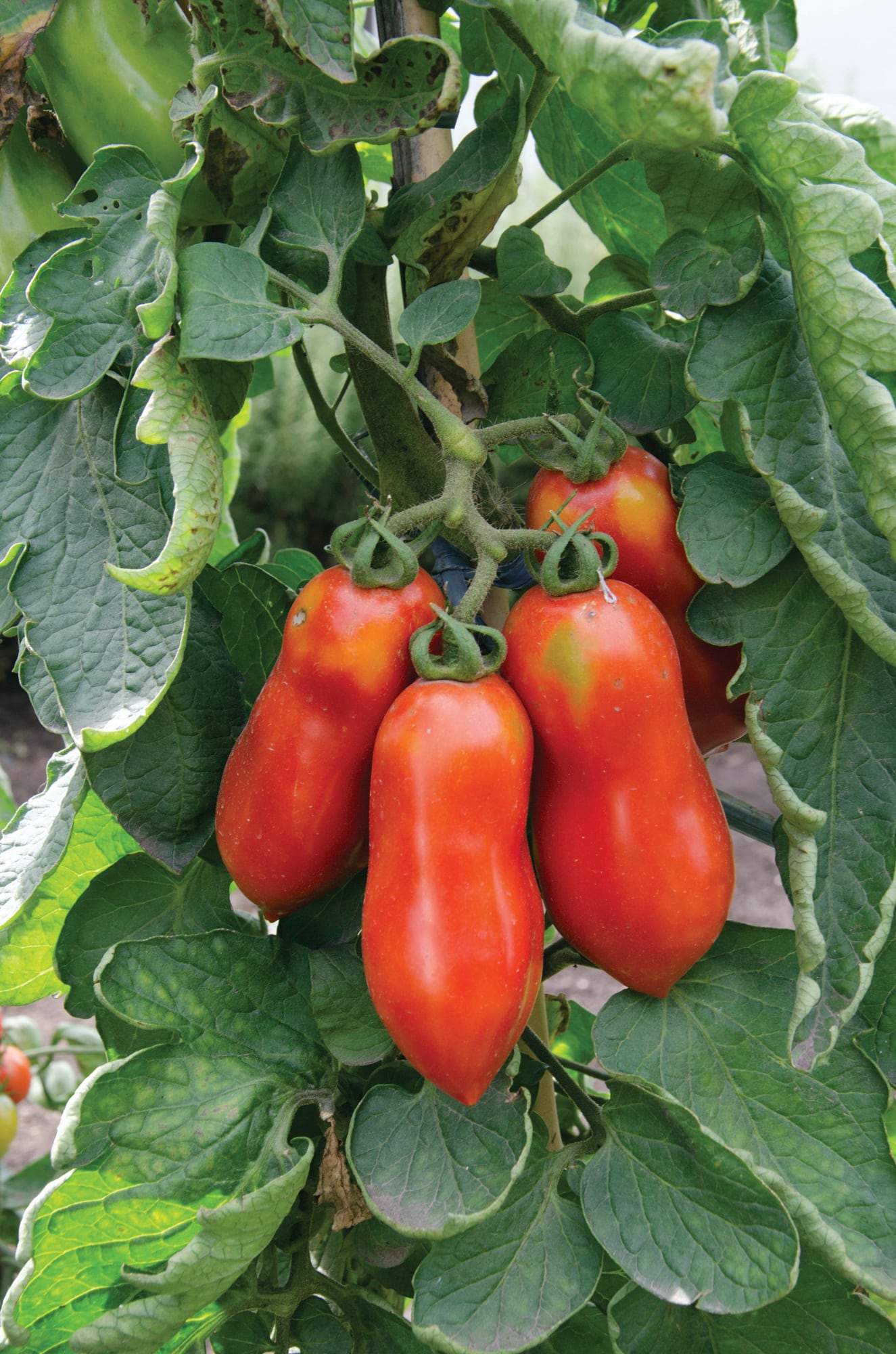 Los clásicos tomates perita aún en la planta