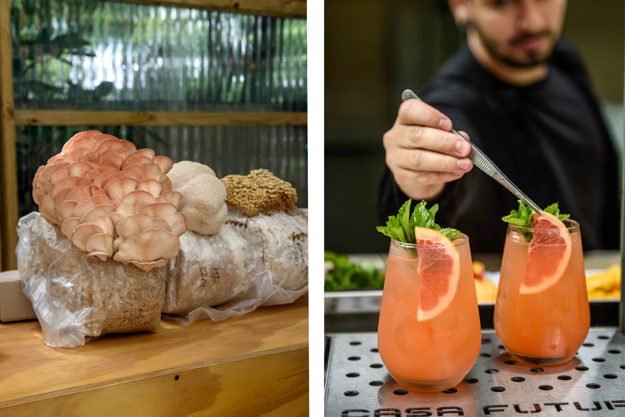Fungalia y Fungi Melena, que trabajan con hongos dicen presente, al igual que otras propuestas de gastronomía