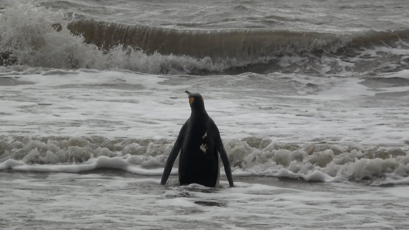 Se trata de la segunda especie más grande de pingüino en el mundo (Foto: Mundo Marino)