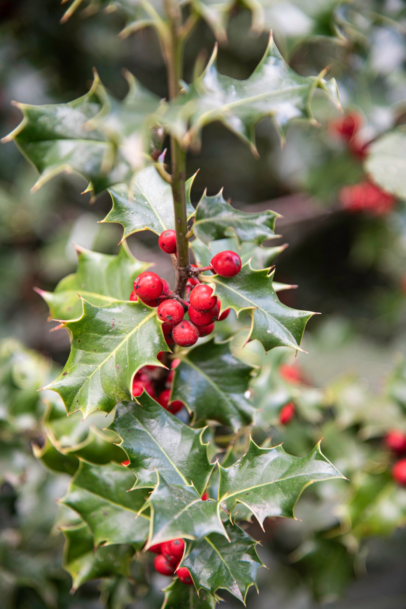 El muérdago se usa como decoración en países como EE.UU., Canadá, Australia y en Reino Unido (Archivo)