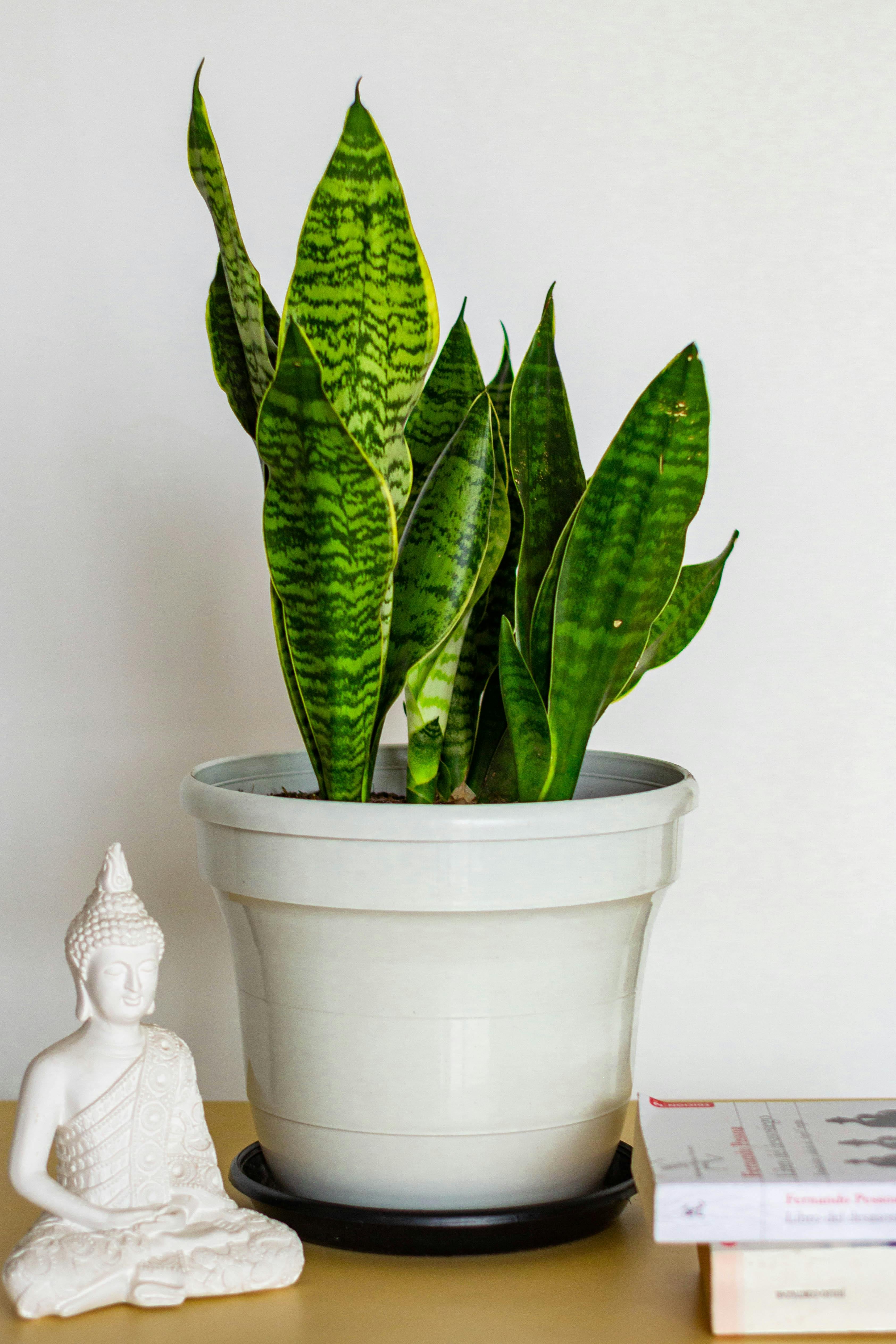 Esta planta tiene importantes beneficios para purificar el ambiente, según una experta