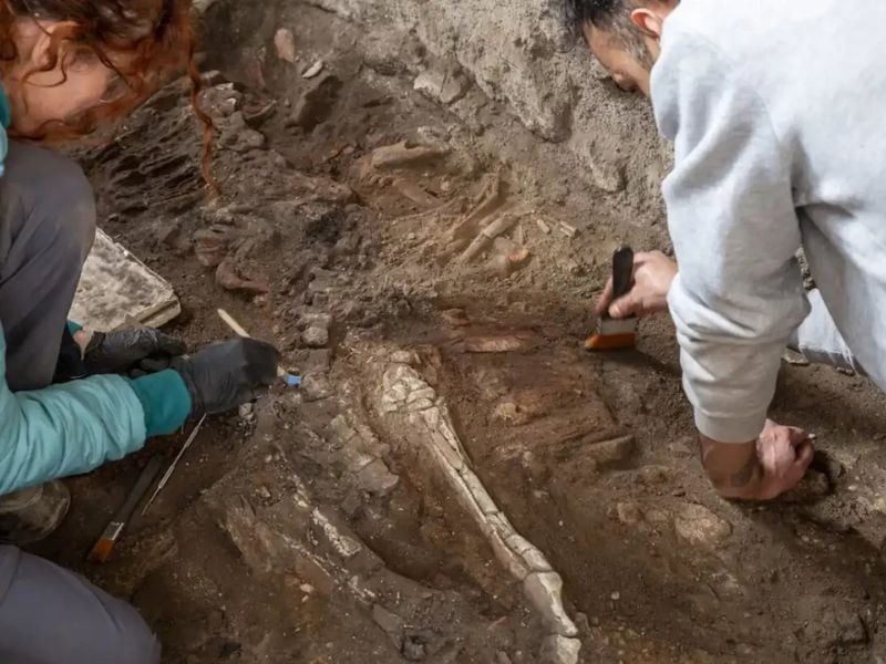 Impactante hallazgo en Pompeya: encontraron dos caballos sepultados vivos dentro de una panadería romana