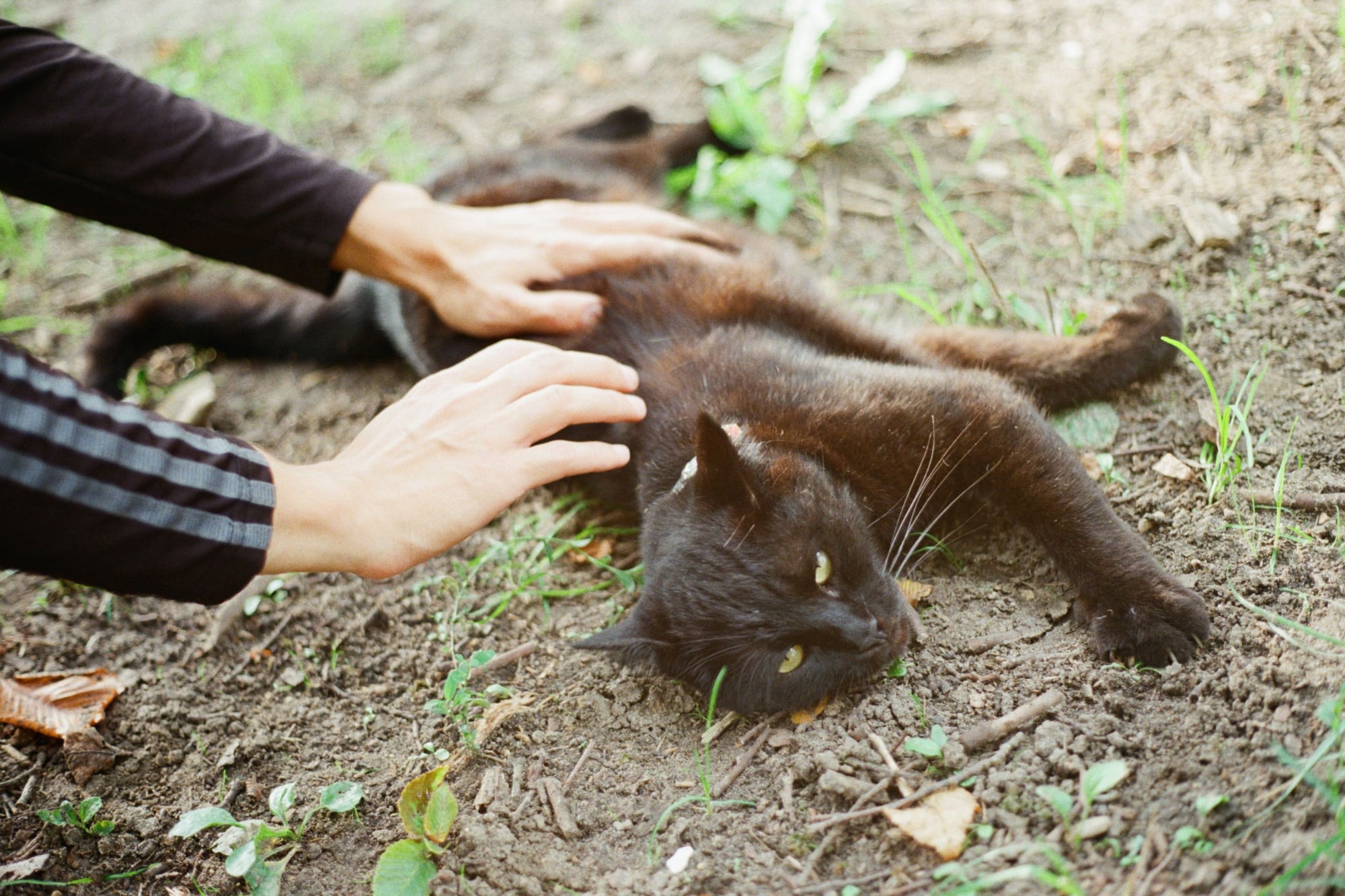 Esto dice la psicología sobre las personas que acarician siempre a los gatos