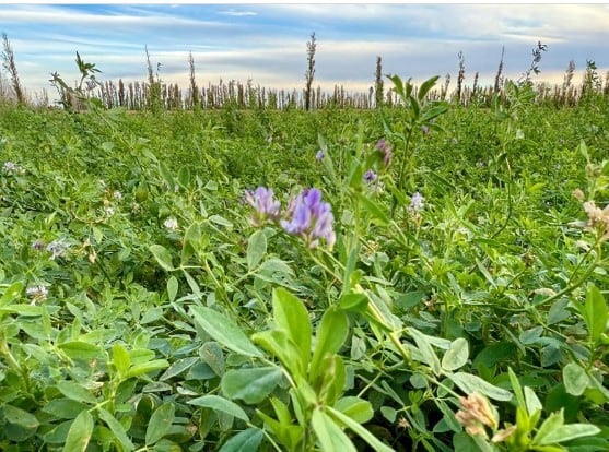 “La Argentina tiene un lugar reservado”: el cultivo que, según un clúster, será una gran oportunidad de negocio