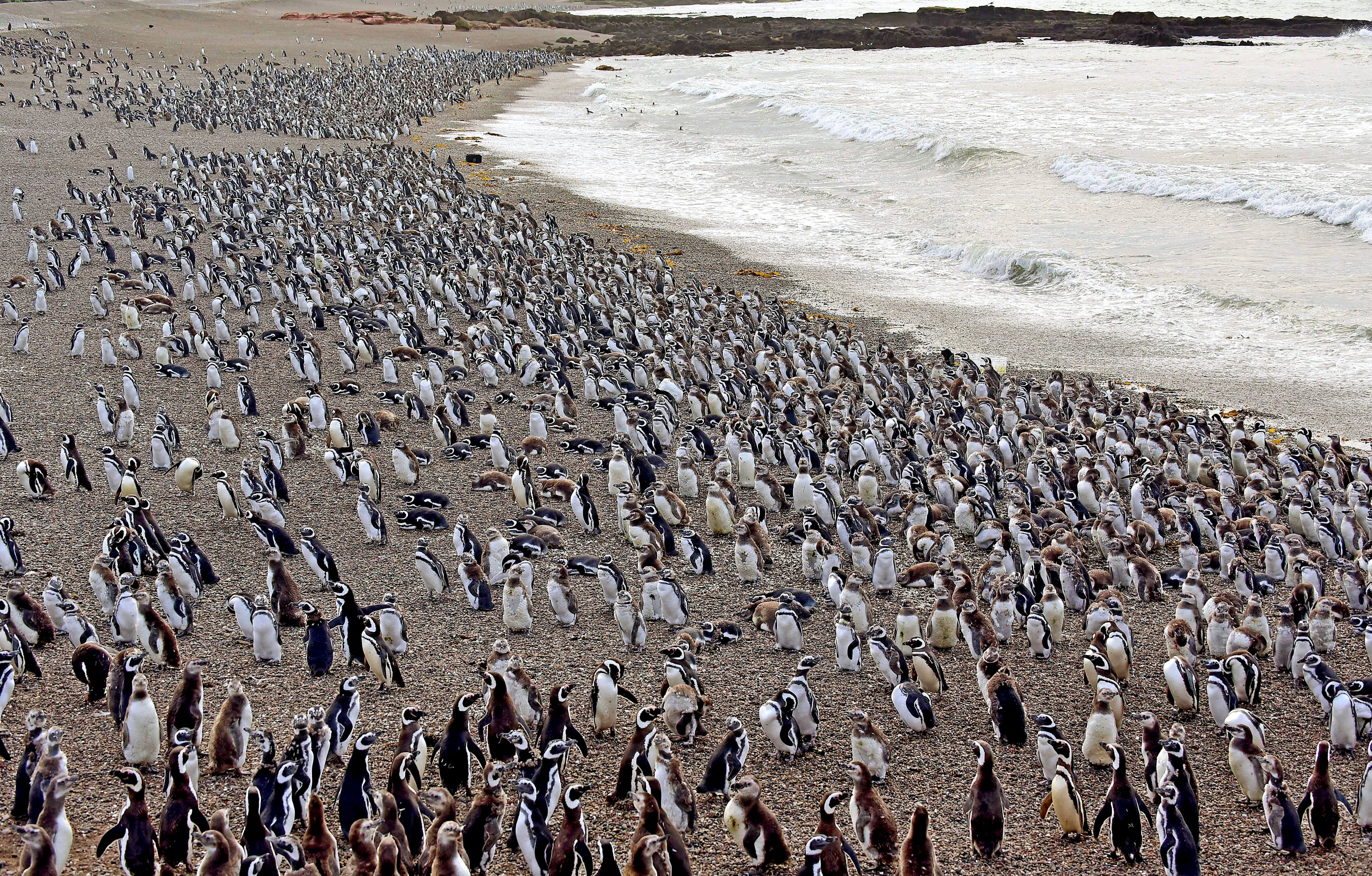 ARCHIVO - Pingüinos de Magallanes cubren una playa en la península de Punta Tombo, en la Patagonia argentina