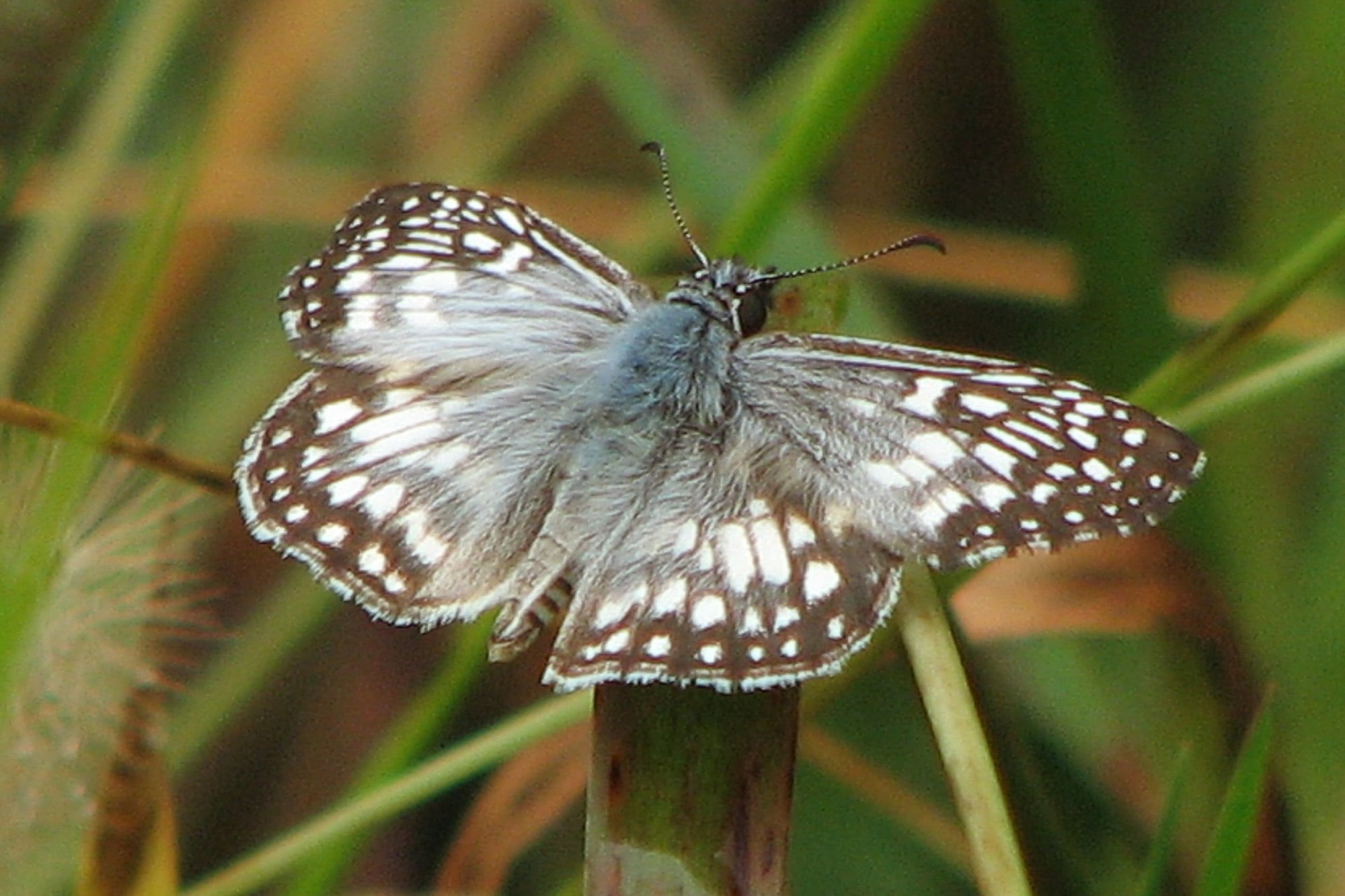 La Pavonia missionera es hospedera de la mariposa Pyrgus oileus