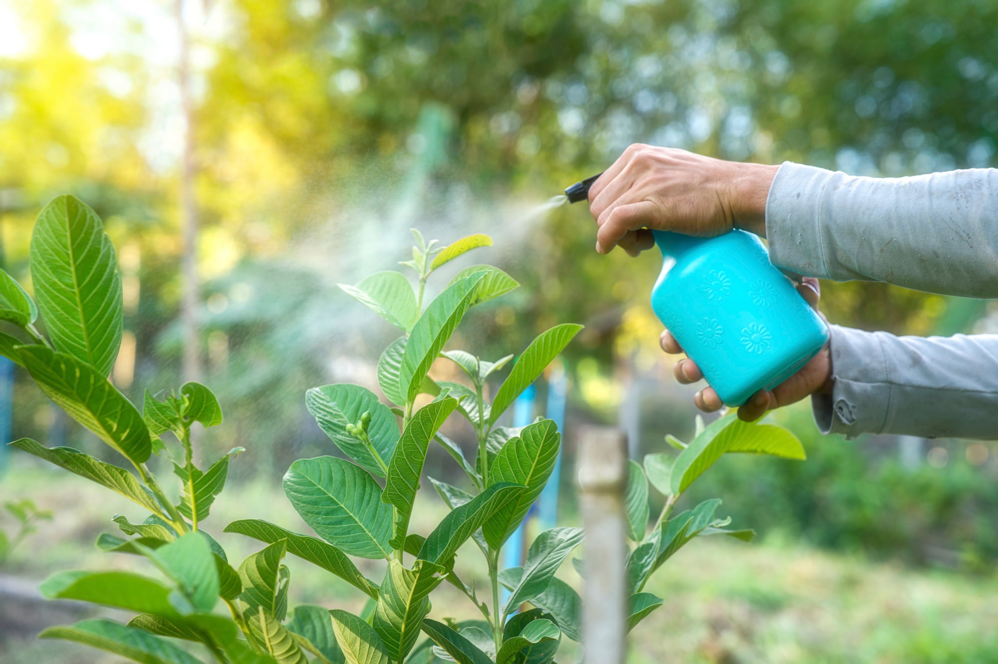 Fertilizar no es alimentar por rutina: cada planta necesita nutrientes según su etapa, el suelo y sus condiciones de crecimiento