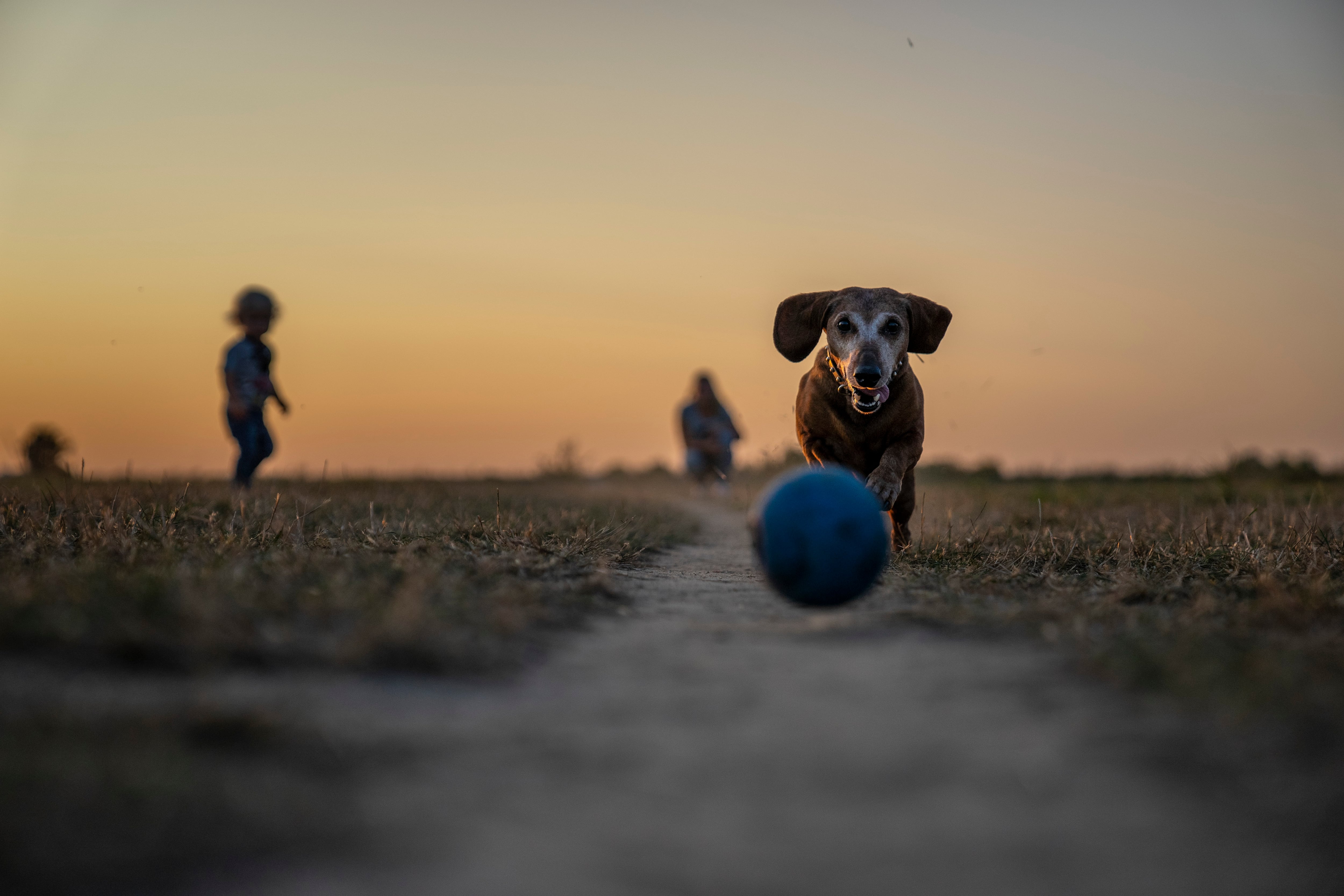 Los perros son conocidos como los