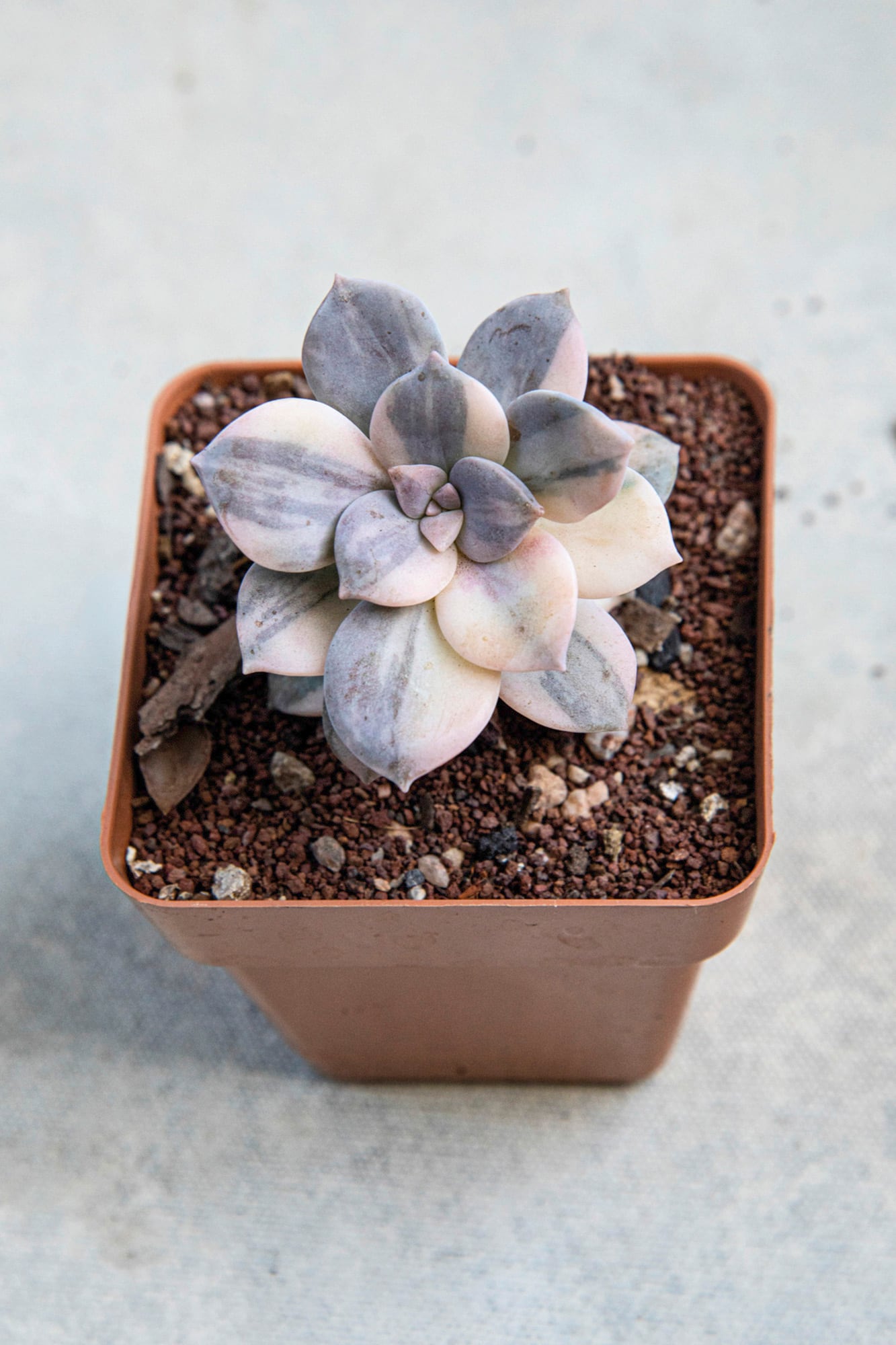 Graptopetalum superbum variegado
