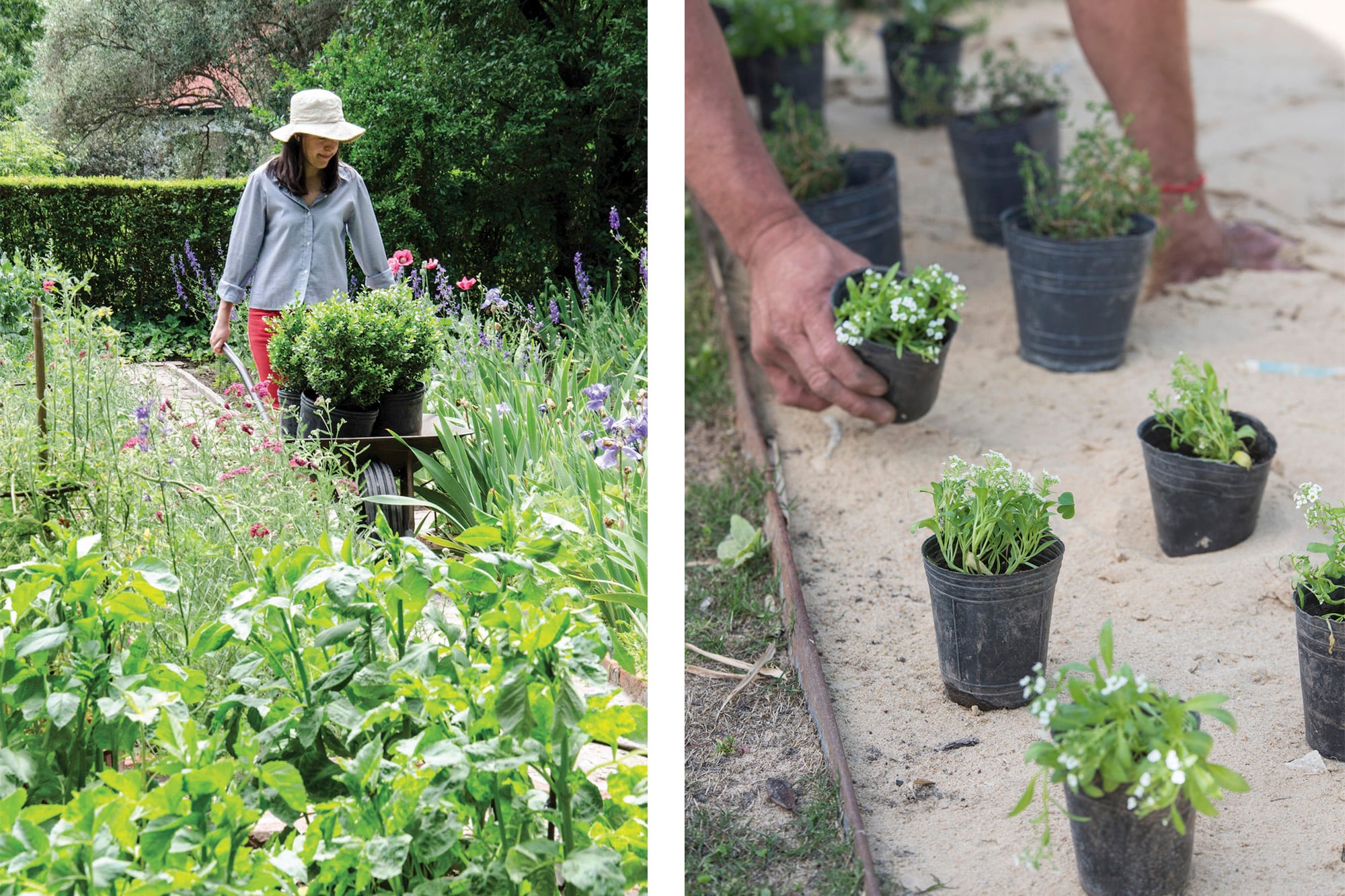 Una misma especie reaparece a lo largo del jardín y construye continuidad