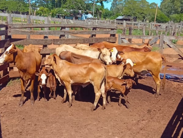 “Total impunidad”: Corrientes endurece la lucha contra el abigeato tras una ola de robos de hacienda